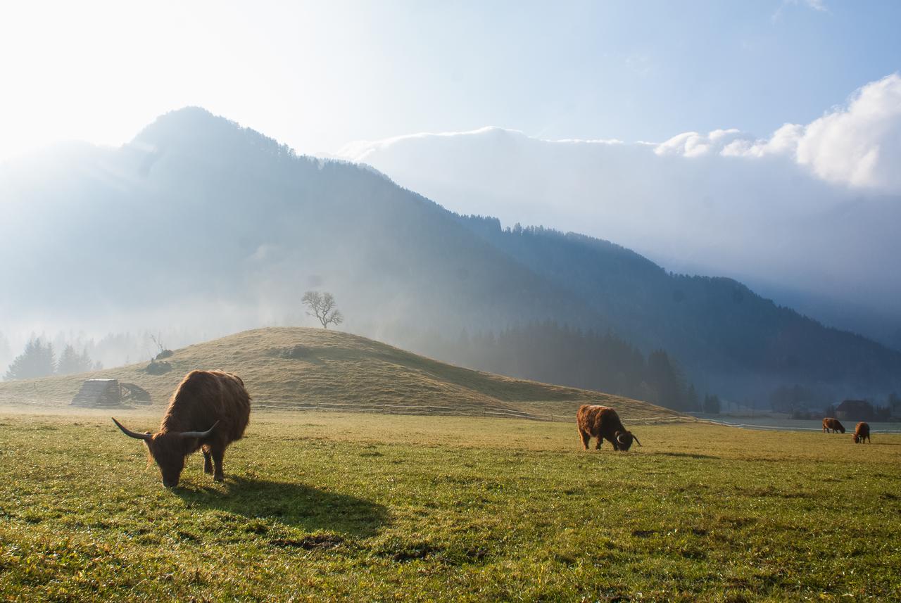 Cvet Gora - Camping, Glamping And Accomodations Zgornje Jezersko Exterior foto